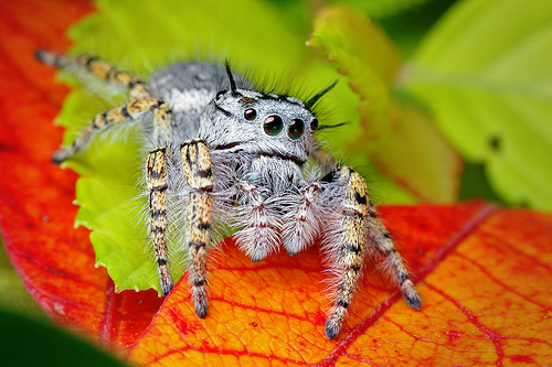フリー画像|節足動物|蜘蛛/クモ|フリー素材|
