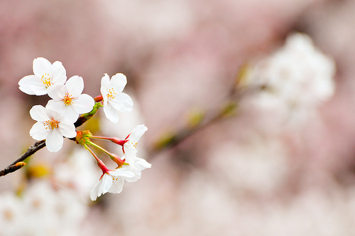 フリー画像|花/フラワー|桜/サクラ|フリー素材|
