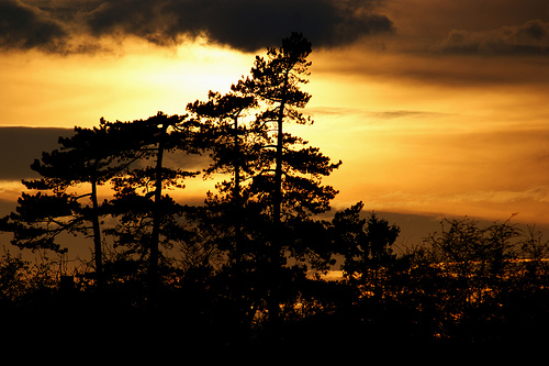 フリー画像|自然風景|樹木の風景|夕日/夕焼け/夕暮れ|シルエット|フリー素材|