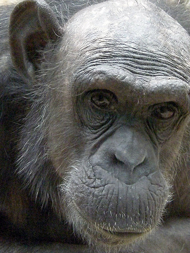 フリー画像|動物写真|哺乳類|猿/サル|チンパンジー|フリー素材|