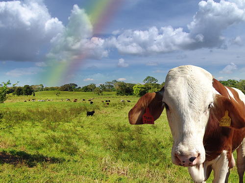 フリー画像|動物写真|哺乳類|牛/ウシ|虹の風景|フリー素材|