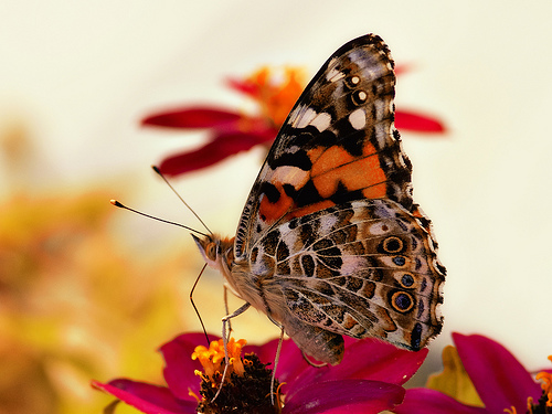  フリー画像| 節足動物| 昆虫| 蝶/チョウ|        フリー素材| 