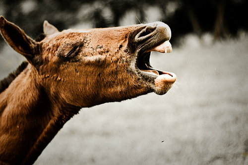  フリー画像| 動物写真| 哺乳類| 馬/ウマ| 吠える| 歌う| 叫ぶ|     フリー素材| 