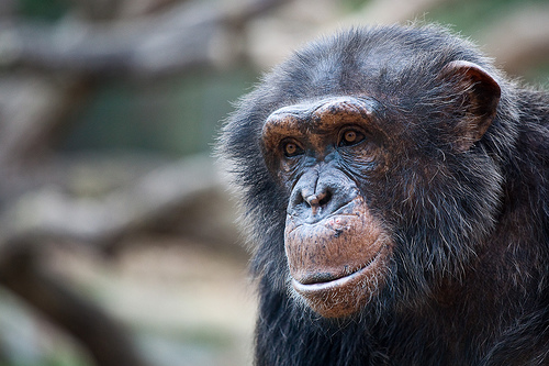  フリー画像| 動物写真| 哺乳類| 猿/サル| チンパンジー|       フリー素材| 