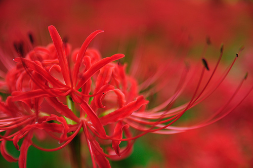 フリー画像|花/フラワー|彼岸花|赤色/レッド|レッド/花|フリー素材|