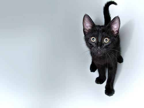 フリー画像|動物写真|哺乳類|ネコ科|猫/ネコ|子猫|黒猫|フリー素材|