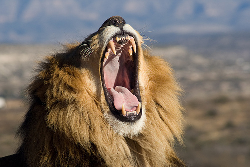  フリー画像| 動物写真| 哺乳類| ネコ科| ライオン| 欠伸/あくび| 叫ぶ|     フリー素材| 