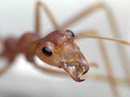 フリー画像|節足動物|昆虫|蟻/アリ|フリー素材|